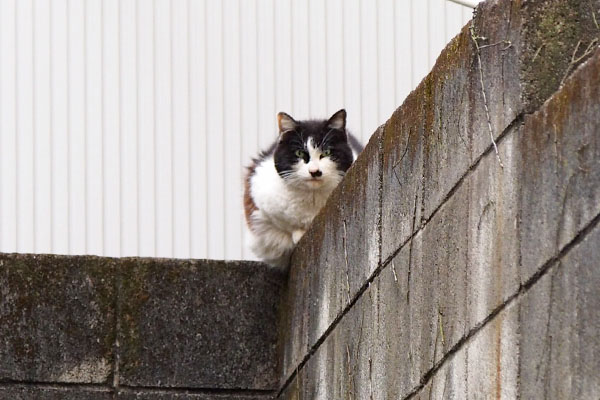 カルのズーム見てます