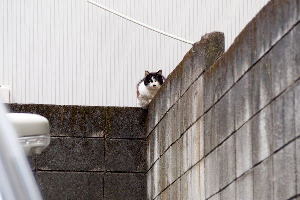 カル坂の天辺の駐車場の塀の角