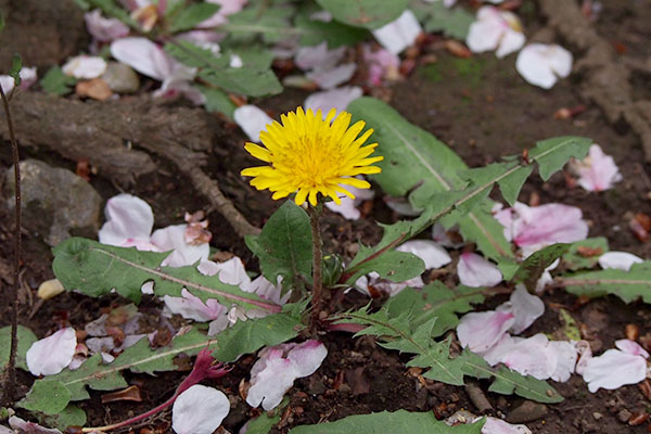 dandelion with cherry petal