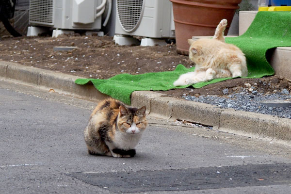 オトワちゃんとナリコグル