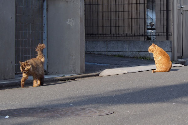 チイちゃんはモフキジ君の方へ