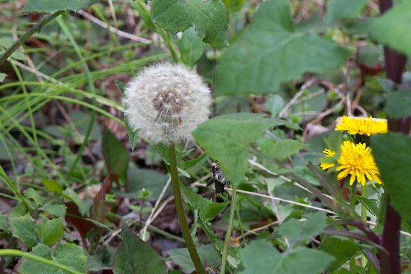 seed of dandelion another place