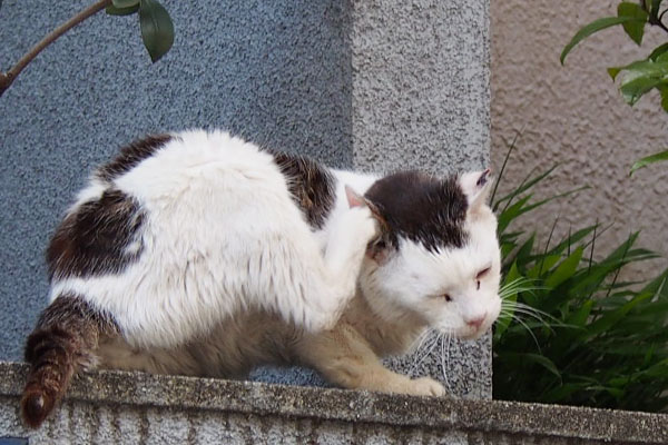 テルがお耳をカキカキ