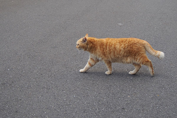 道路を横断するジル