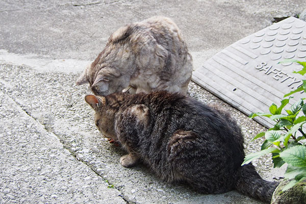 食べているタビワンと銀