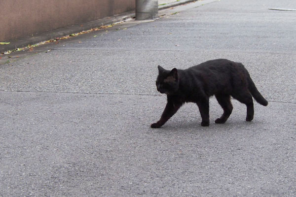 道路を渡るオブシ１