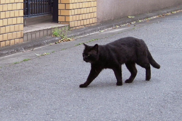 道路を渡るオブシ２少し目が見える