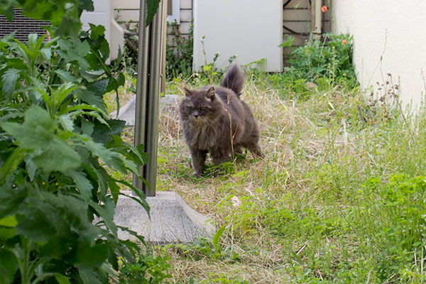 起きてこちらにマフ