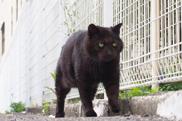 しっぽはまだ立てないミトン