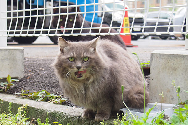 食べた後の二人ダブルでぺろん