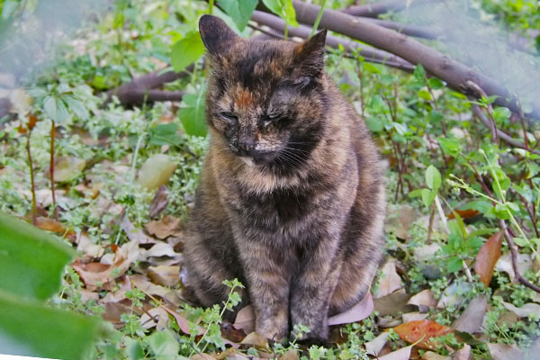 挨拶しない事を責めたのが分っているクロテ