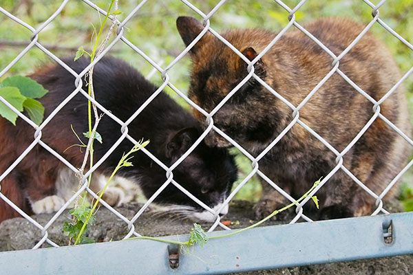 カラが顔を入れてきたクロテ右