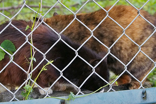 クロテ降りるとこ