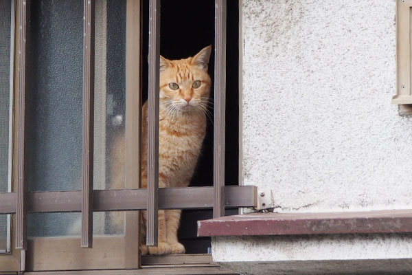 窓から見てるソラちゃん