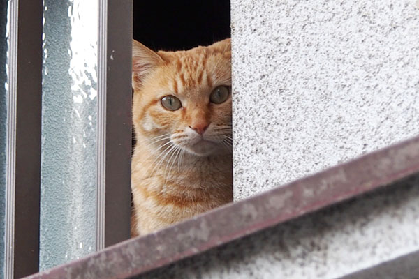 見つめ続けるソラちゃん