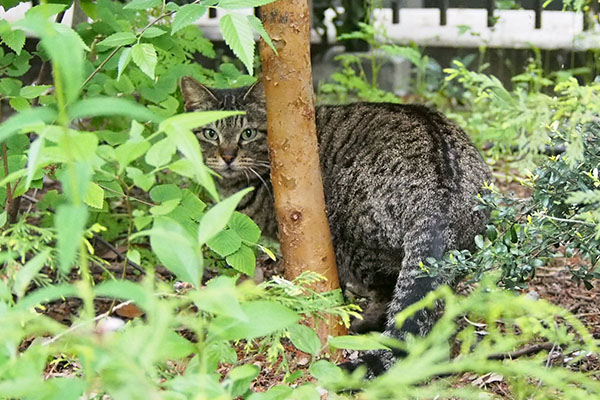 立っているリュウリュウ