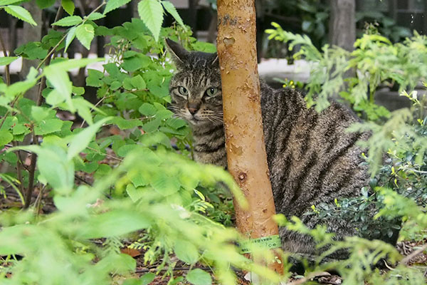 視線を逸らすリュウリュウ