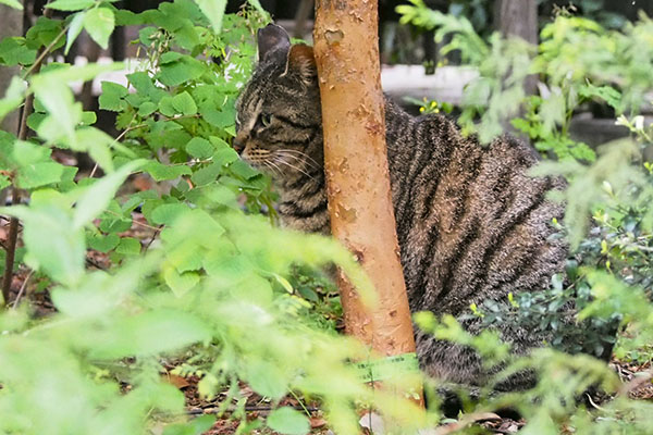 コダを見ているリュウリュウ