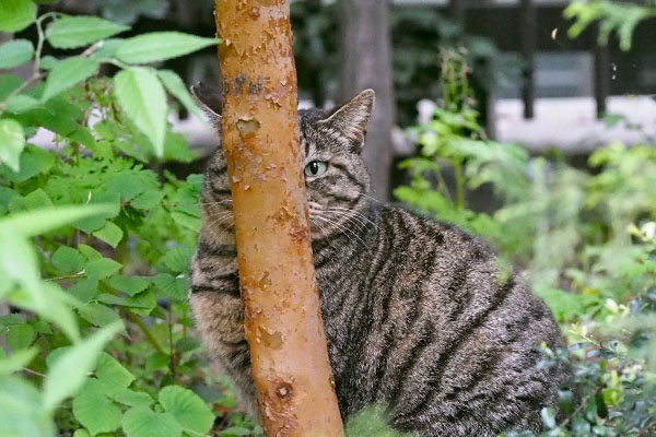 片目で見てるリュウリュウ