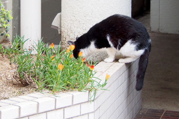 花壇の土の匂いを嗅ぐスズ