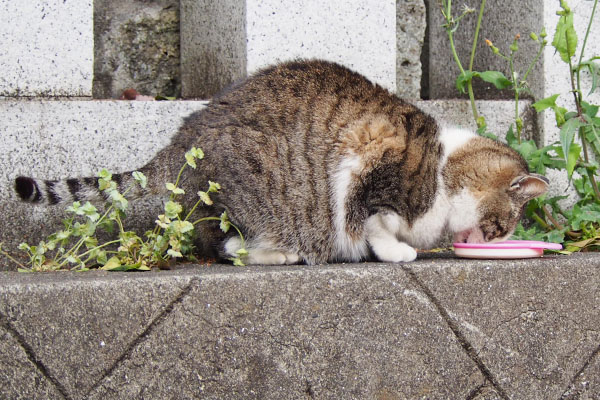 高い場所で食べるのにゃ