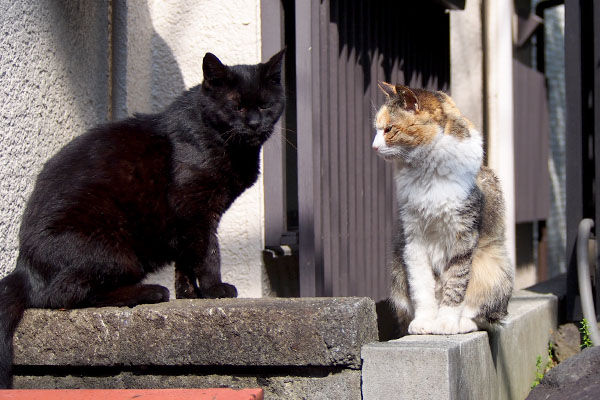 アズマの目がちょっと猫風邪か