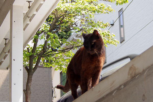 kouga walking on the wall