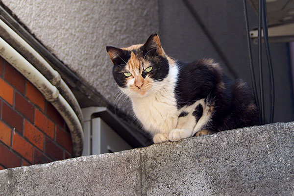 塀の上の日リコ