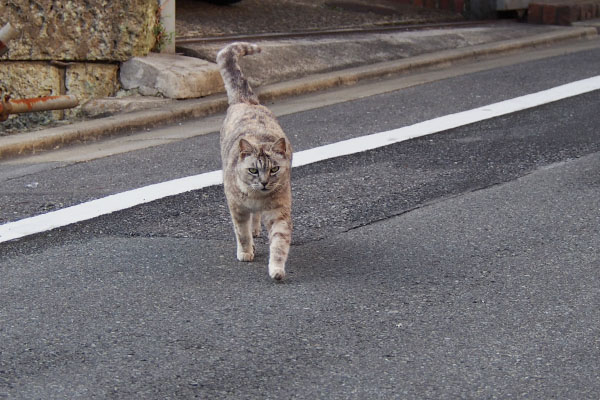 道路を横断する銀