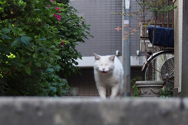 鳴きながら来るハク