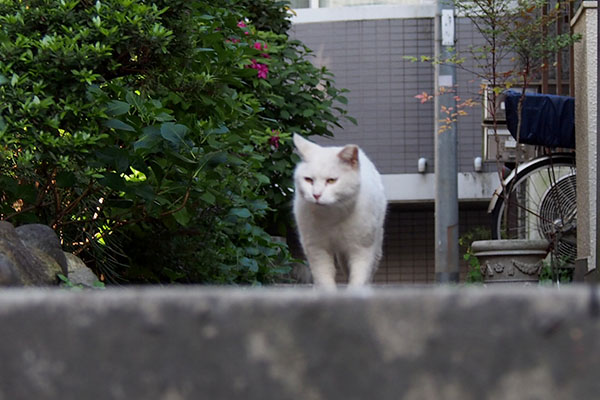 ハクは銀ちゃんを確認ムスっと