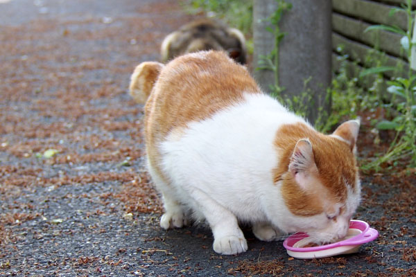 ママも出て来て一緒に食べる