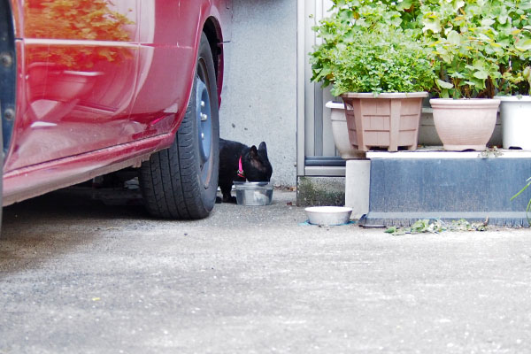 くーちゃんがソラの家で水をのんでいる