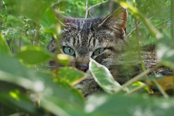 いつものように寝んねするリュウリュウ