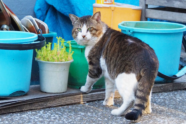 振り返るデン