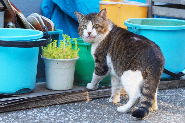 舌ちろなデン