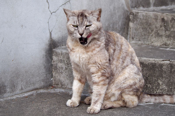 食後の銀豪快にぺろん