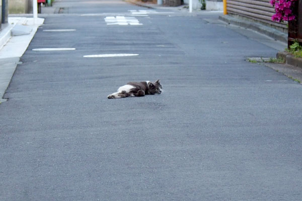 道路の真ん中ちび