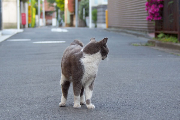 振り返るちび坊の事