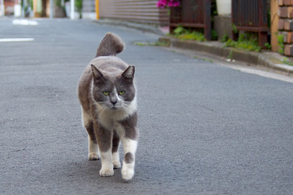 まいいかちび