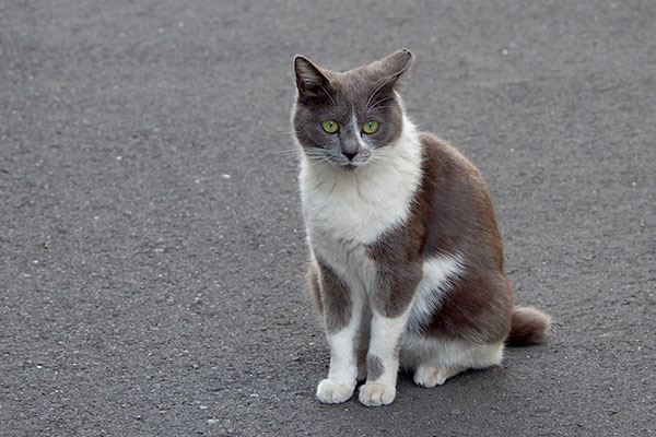 ぽつんなちびにゃん