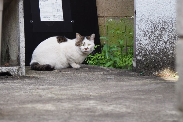 まーふつうマシュマロ