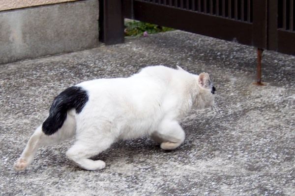 隣りに逃げ込むヤコ