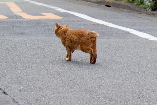 走り去るナチャ