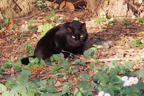 お目メぱっちりの黒猫さん