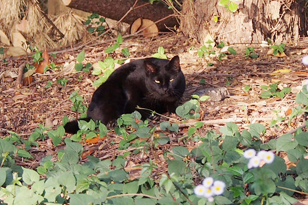 警戒の眼差しの黒猫さん