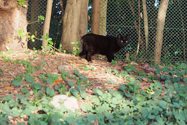 逃げる事にした黒猫さん