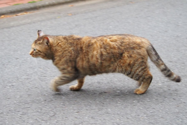 走るサキちゃん