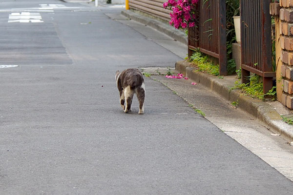 ちびにゃんのおちり