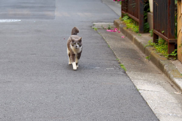 来る時はイカ耳ちびにゃん